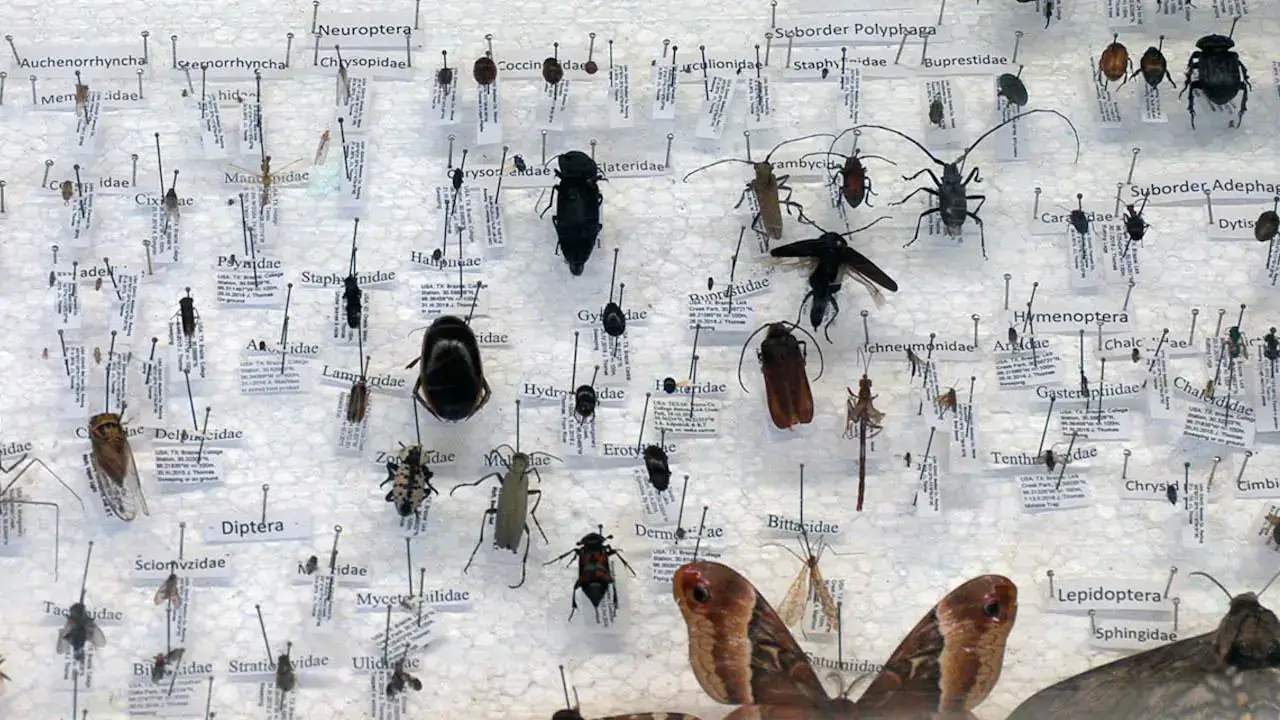 Photos of a variety of insects