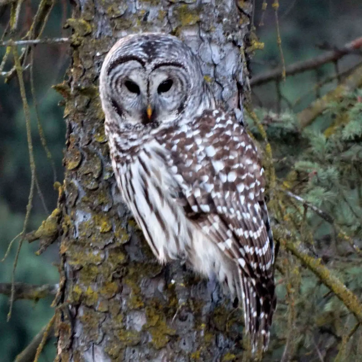 Arboretum wildlife barred owl