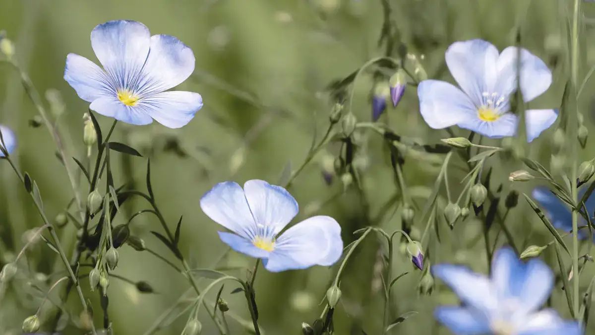 A variety of perennials from African daisies to yarrow