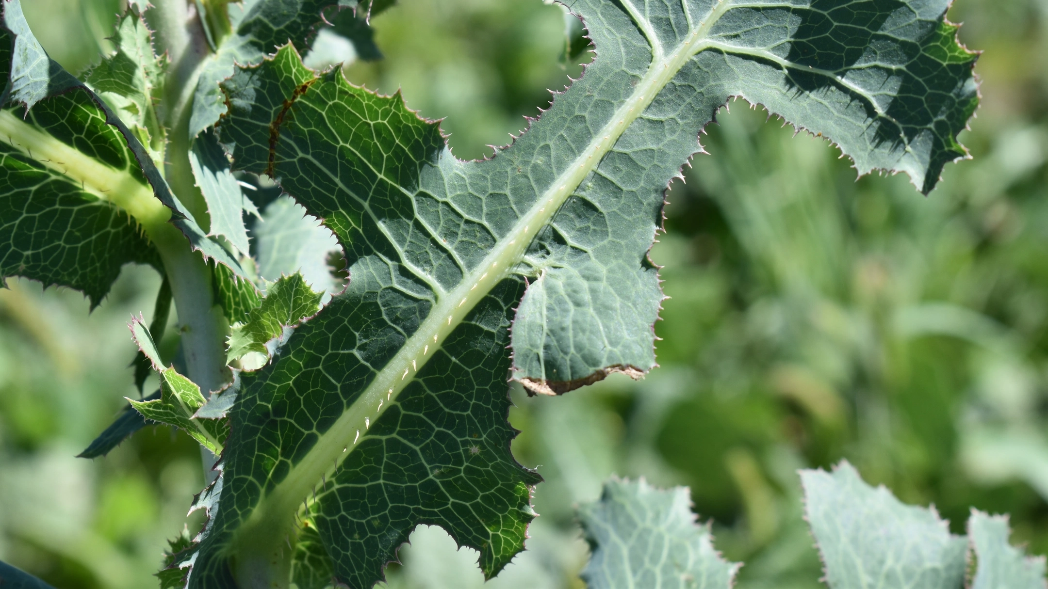Herbicide resistant weeds in Idaho 