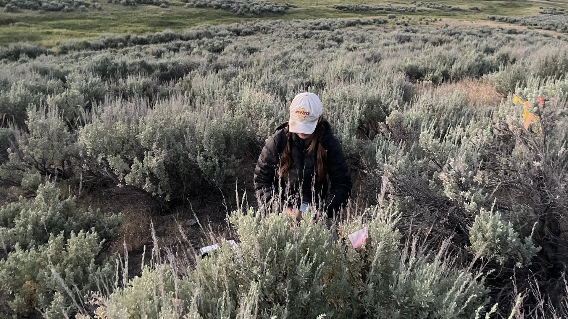 A woman kneels amid sagebrush while tending to a trap.