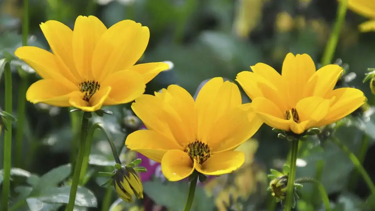 Herbaceous plants that are typically annuals