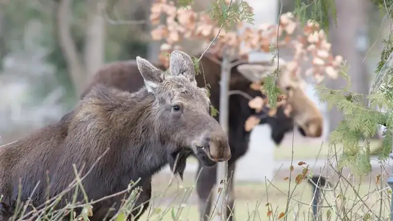 moose forrest outdoors trees