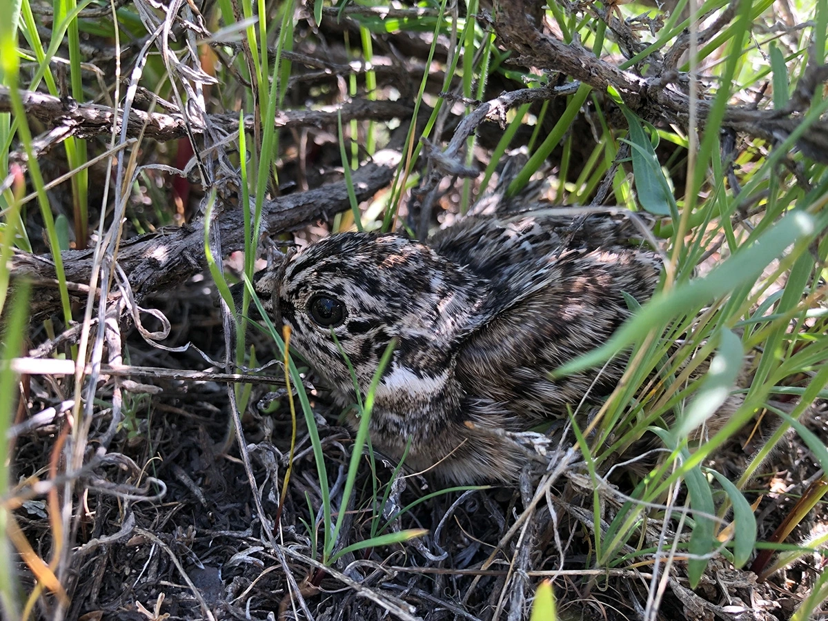 A small speckled chick hides in grass.