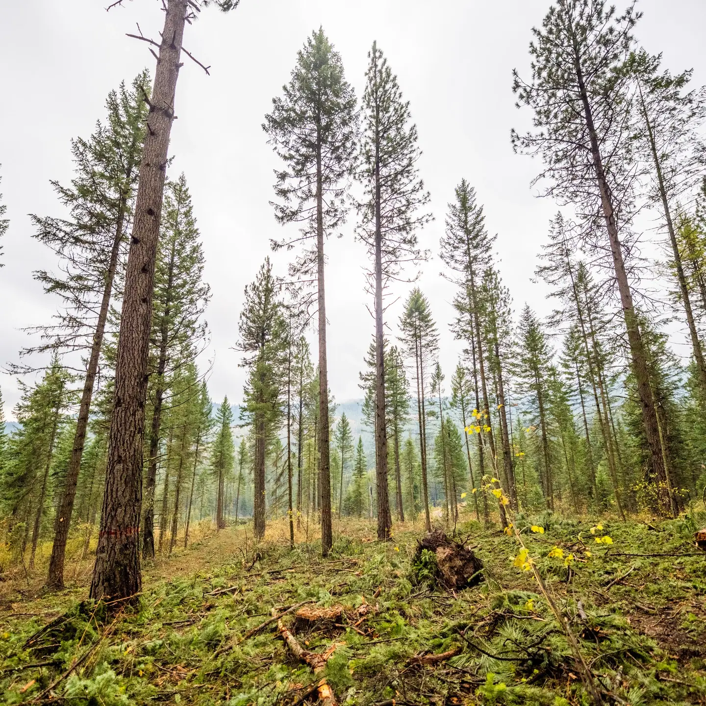 Logging and Maintenance at the Experimental Forest