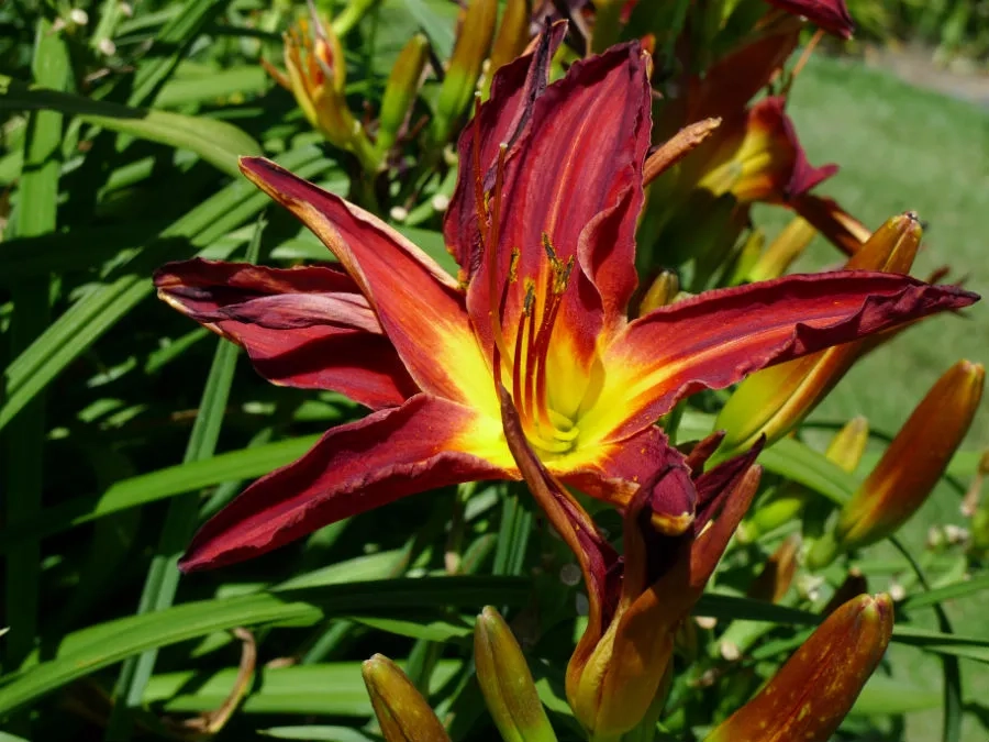 A bright yellow and bold red flower with long pointed petals