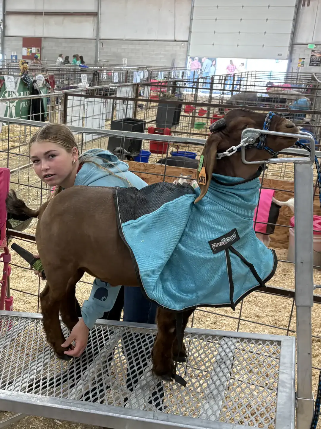 A fair setting with a girl grooming a goat dressed in blue coverings on a metal stand.
