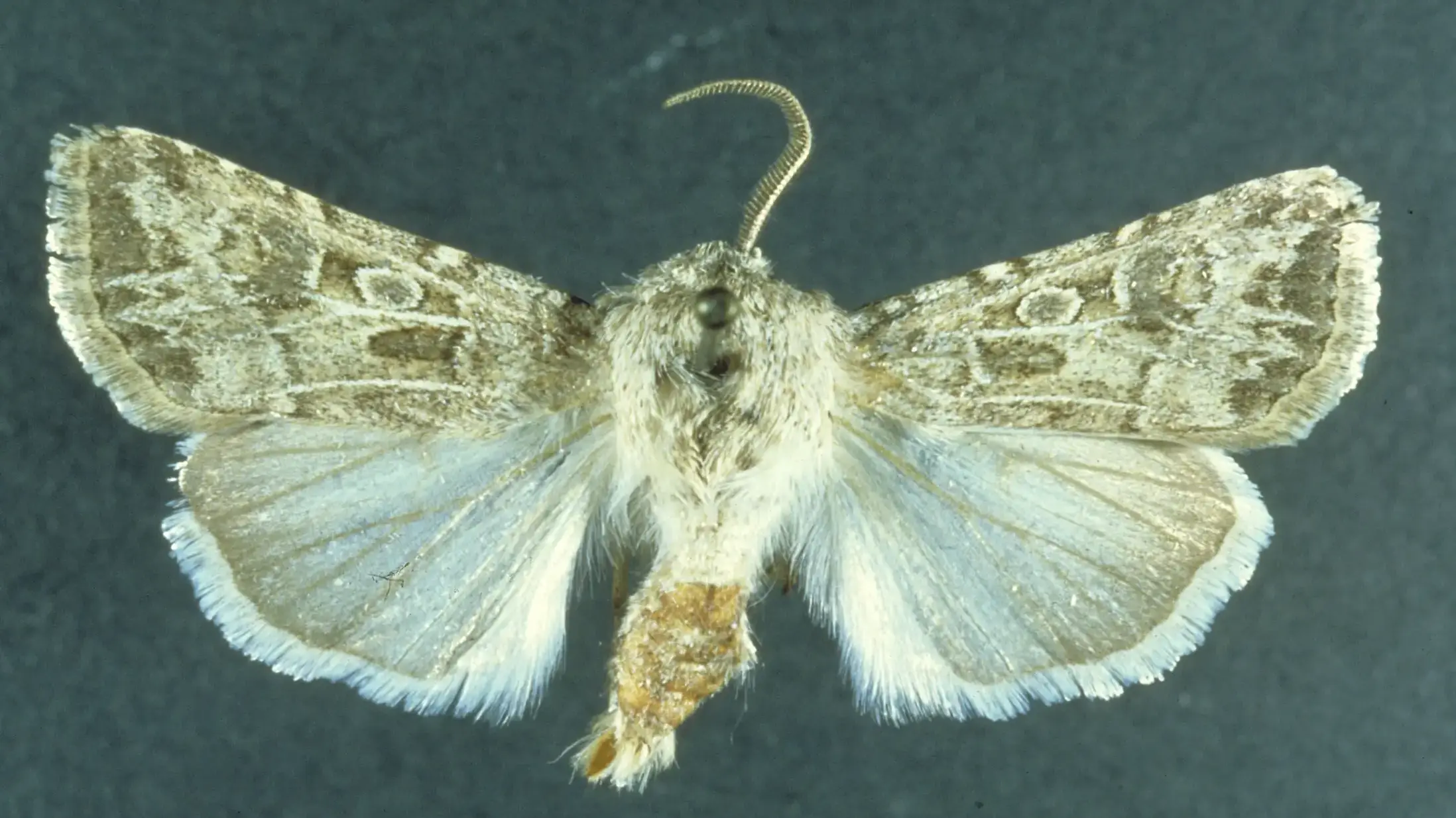 Pale Western Cutworm adult.