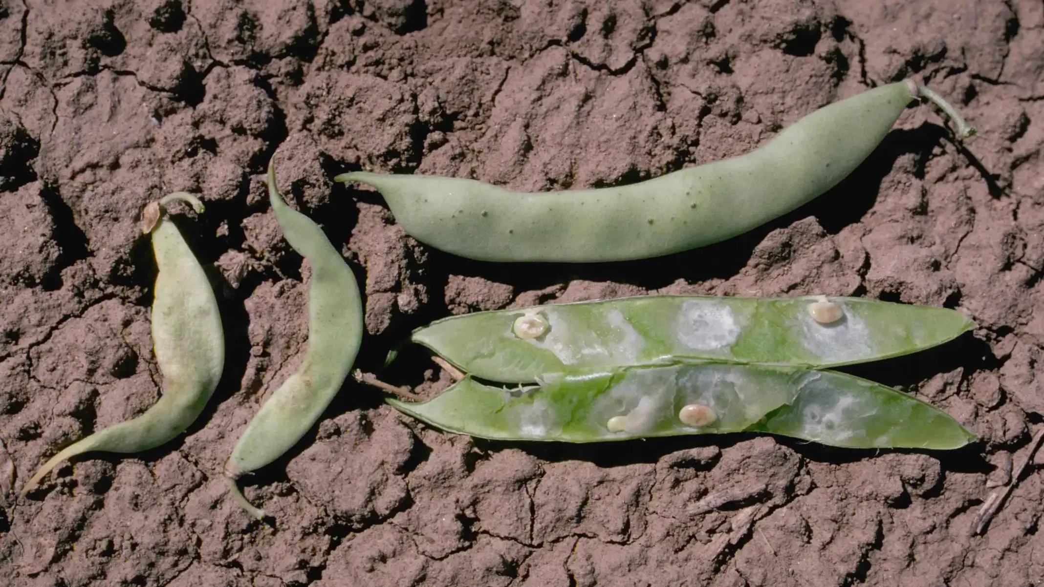 Damage to bean pods and seeds caused by lygus bug feeding.