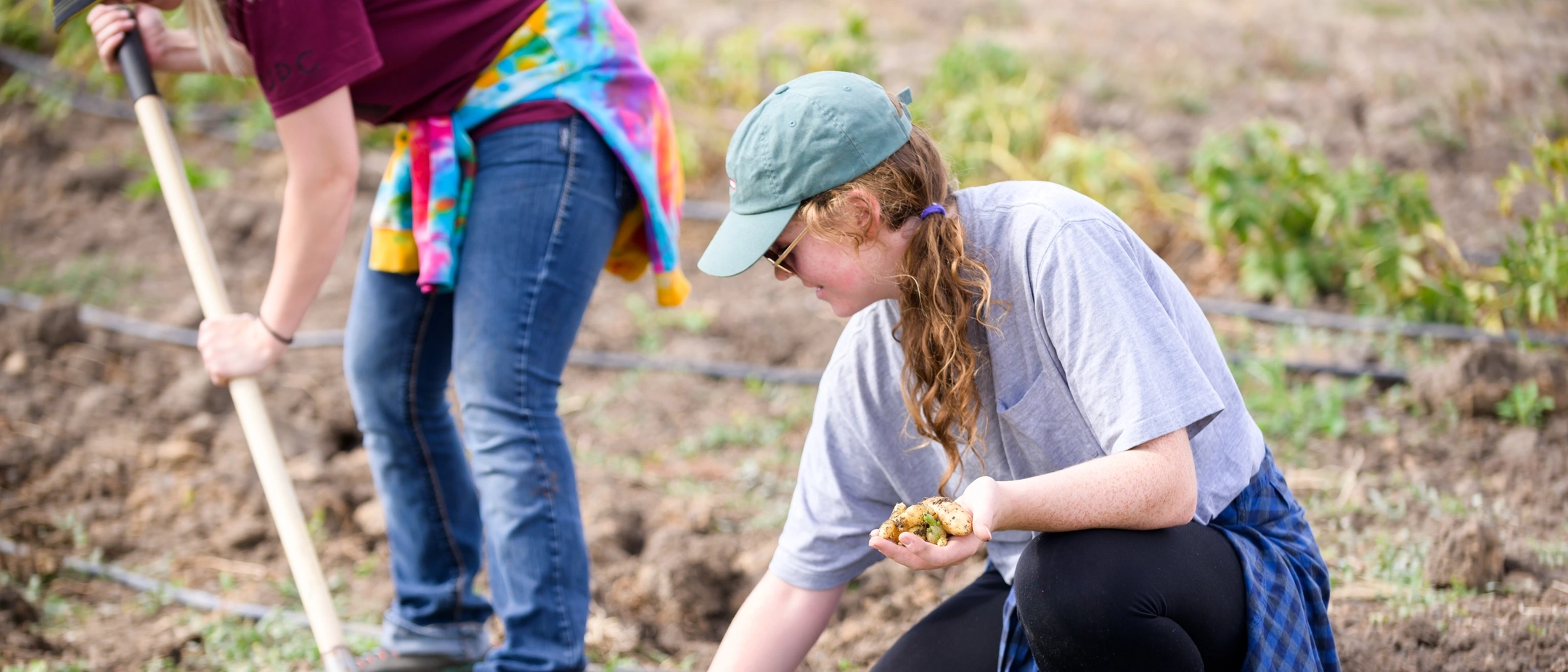 Students harvesting at the Soil Stewards Farm