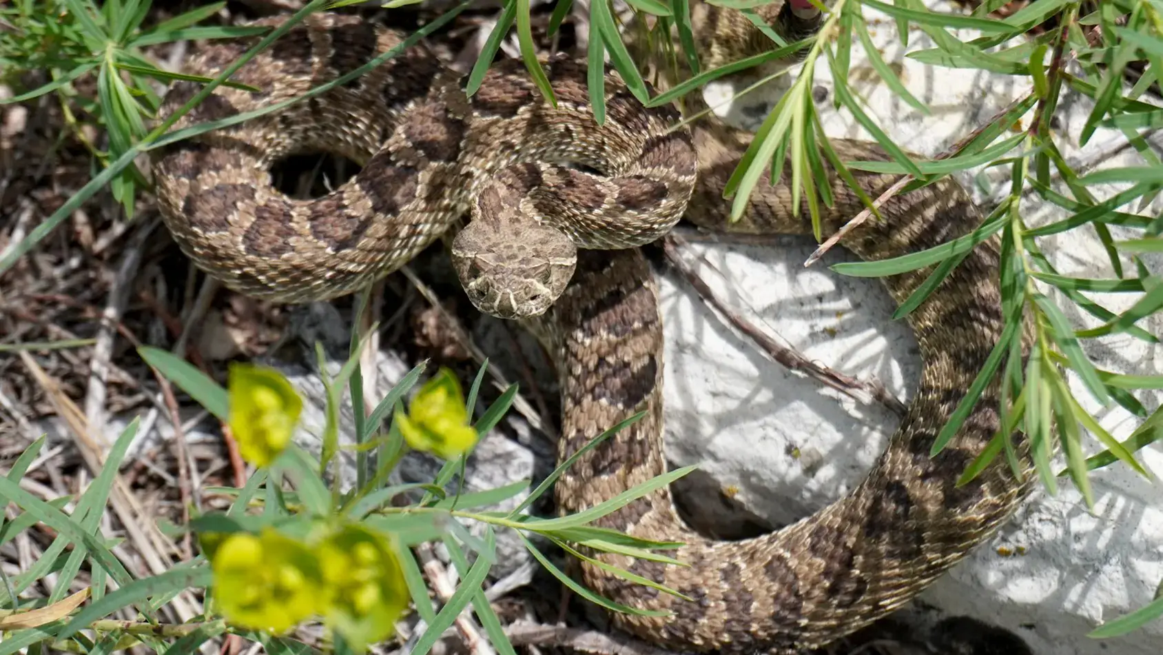 Researcher Emily Martin's Ph.D. work includes learning how rattlesnakes in a part of northeastern Wyoming migrate between nest sites and summer sites.