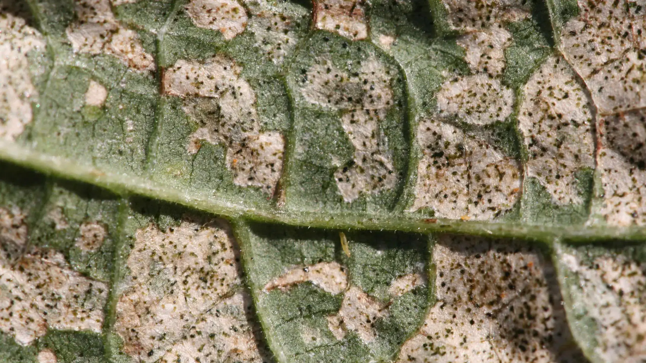 Thrips feeding damage to bean leaf.