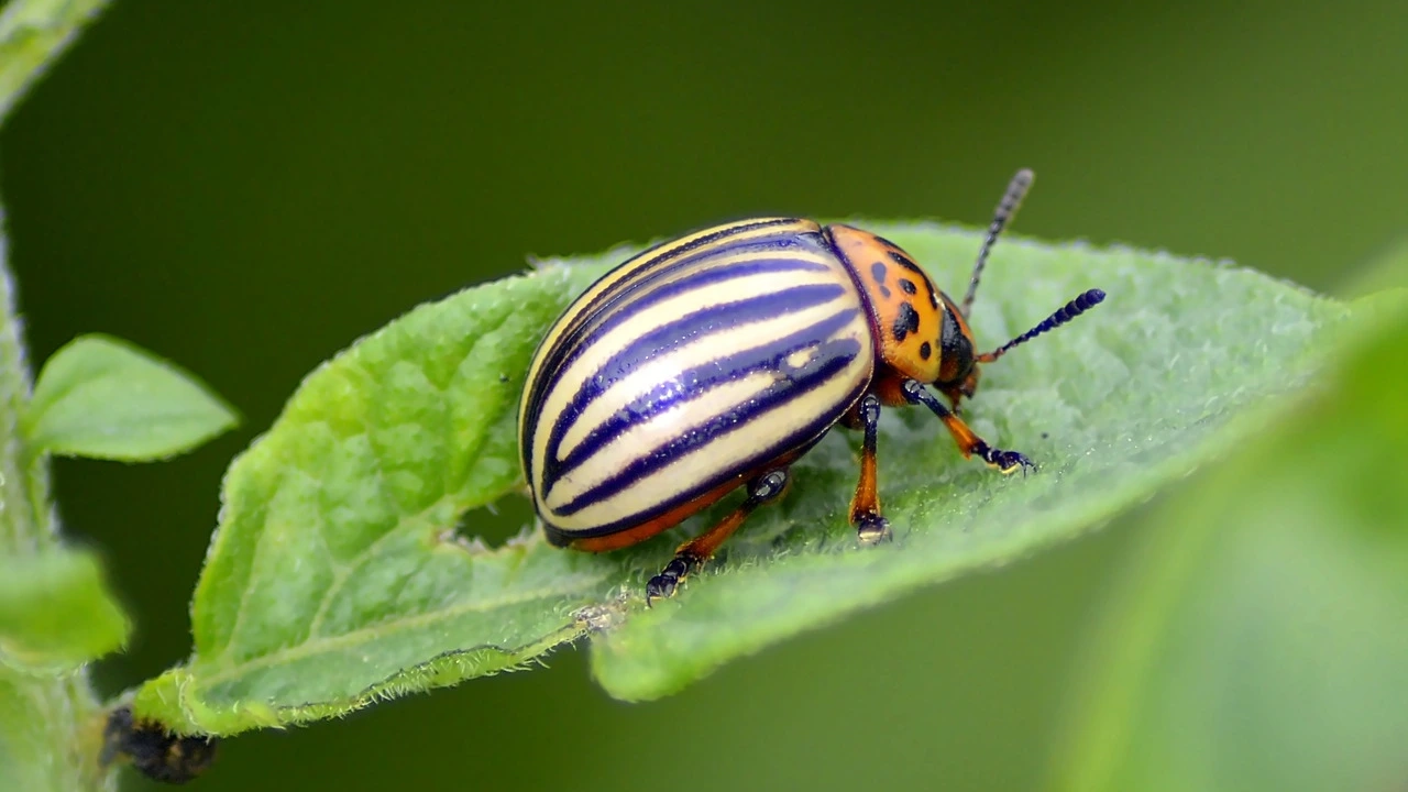 Photos of a variety of insects