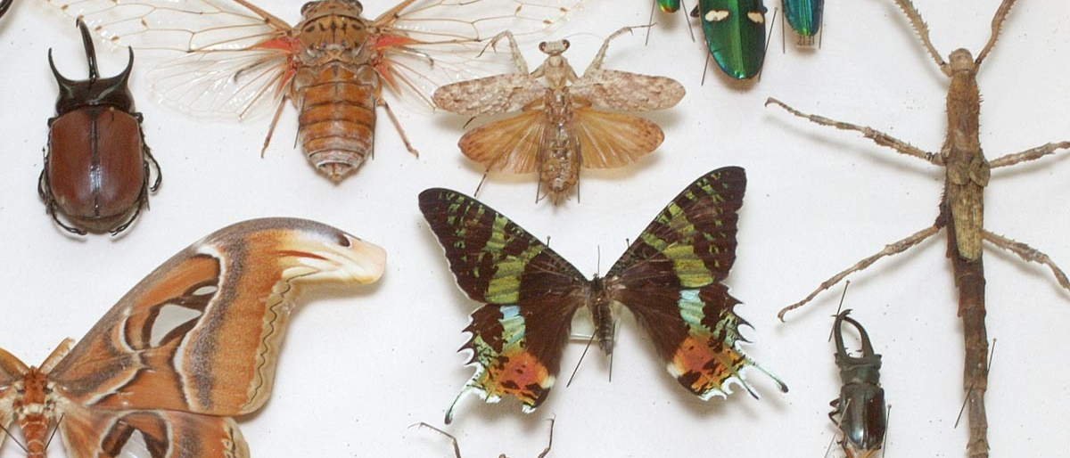 a collection of bugs