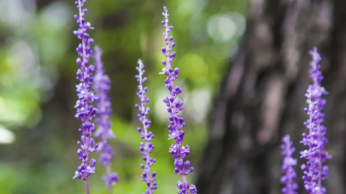 A variety of perennials from African daisies to yarrow