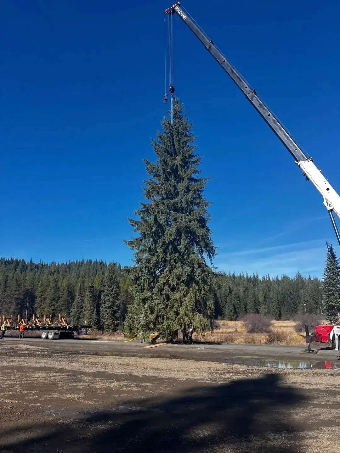 A crane supports a tall evergreen upright as crews prepare it for transport beside a flatbed trailer.