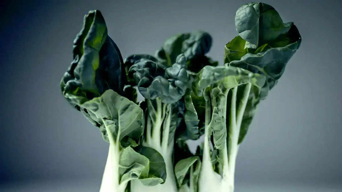 Landscapes and Gardens photos