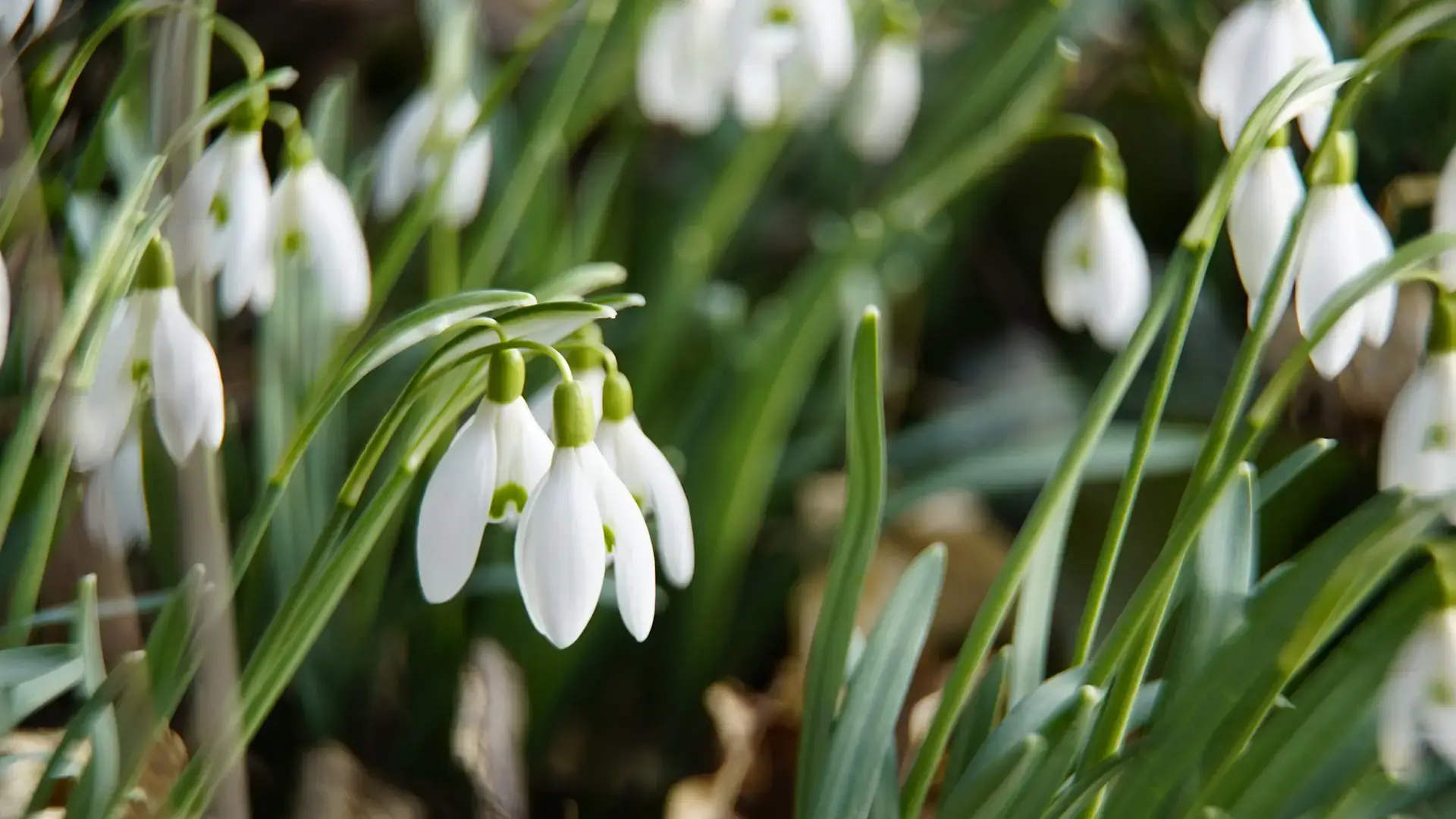 Landscapes and gardens