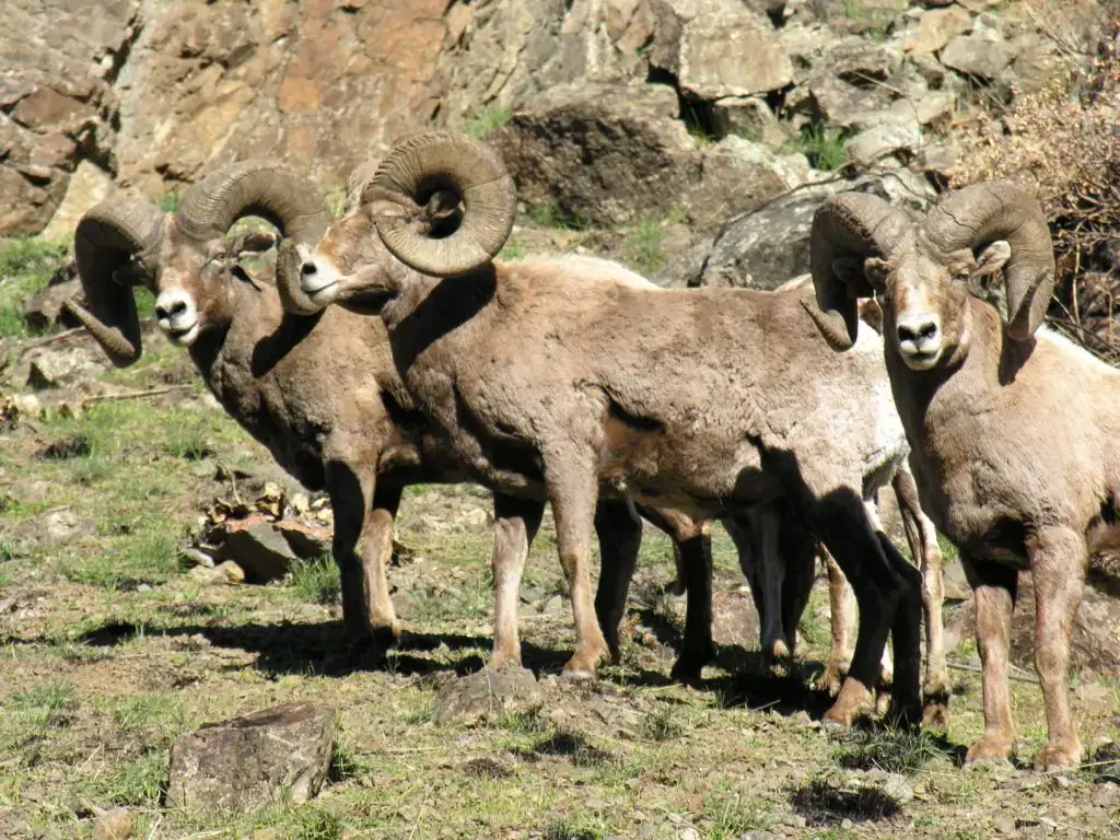 A group of bighorn rams.