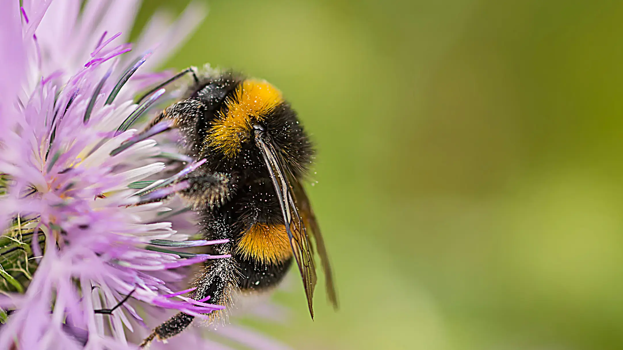 Yellow and black bumblebee on lavender flower
