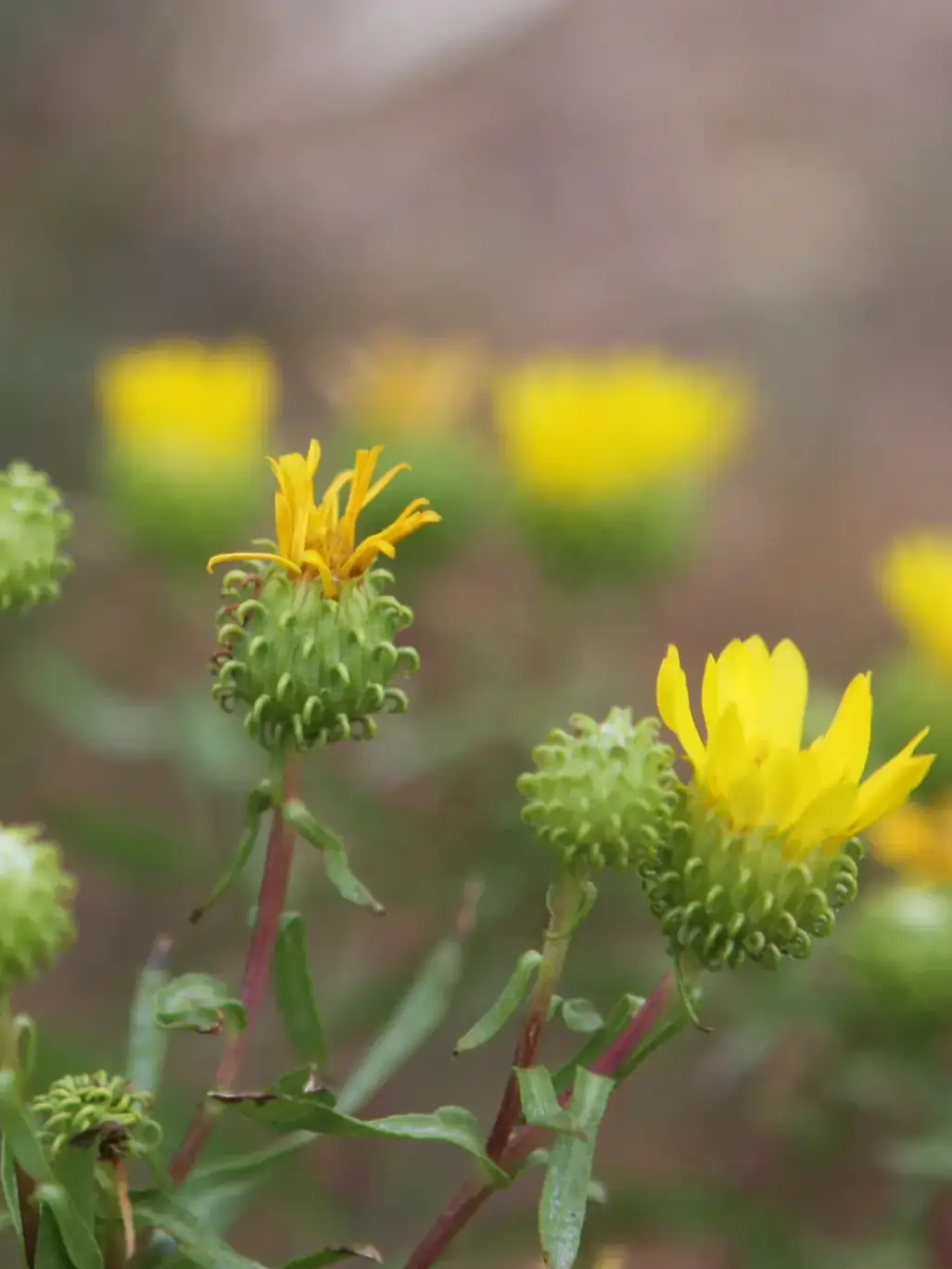 Curlycup Gumweed (Grendelia squarrosa) is a biennial or short-lived perennial weed common to pastures, rangeland and other disturbed or non-managed sites.