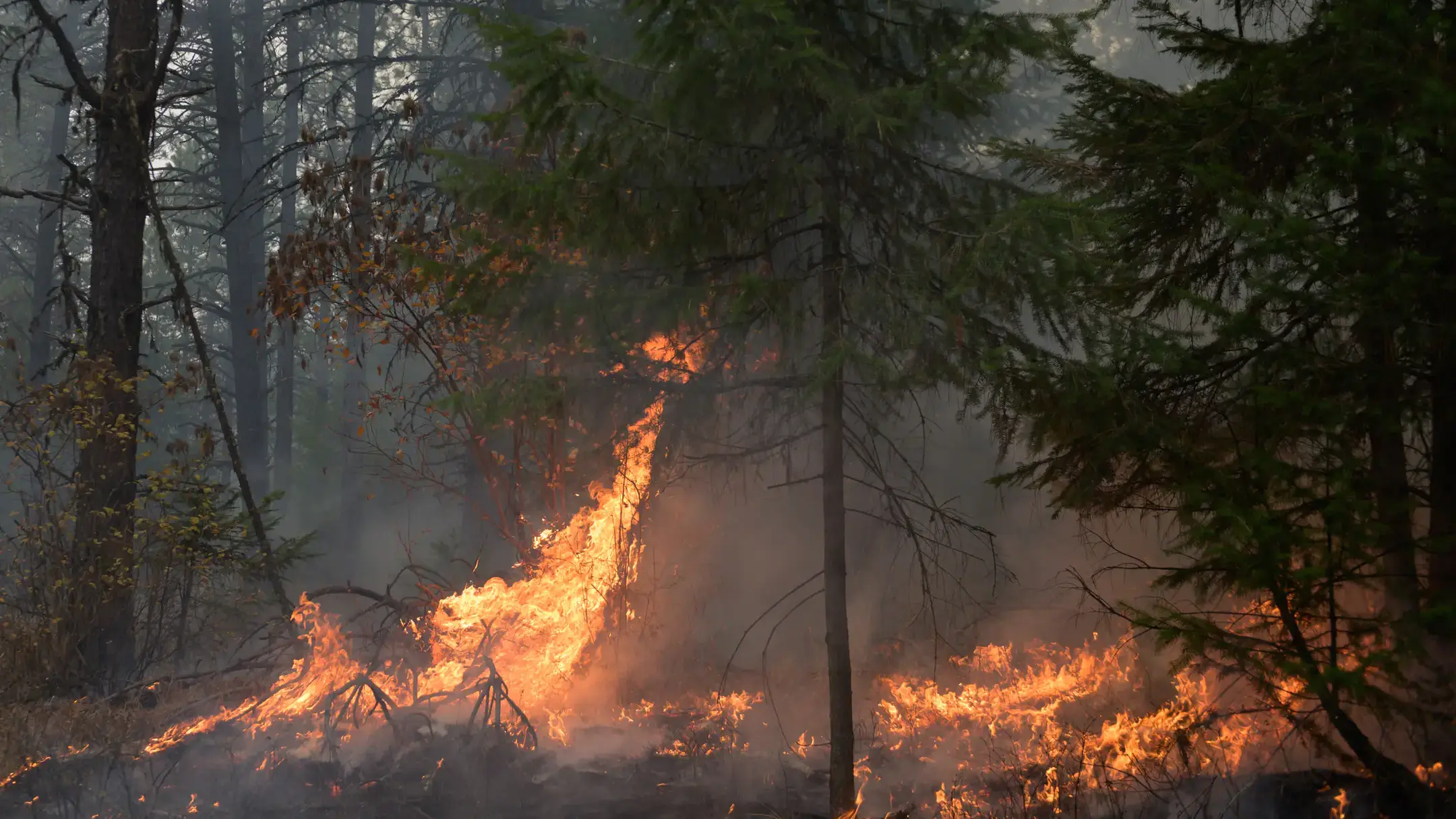 Trees burning in a wild fire.