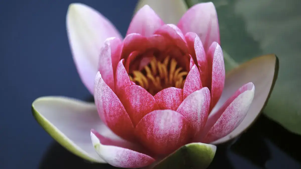 A variety of perennials from African daisies to yarrow