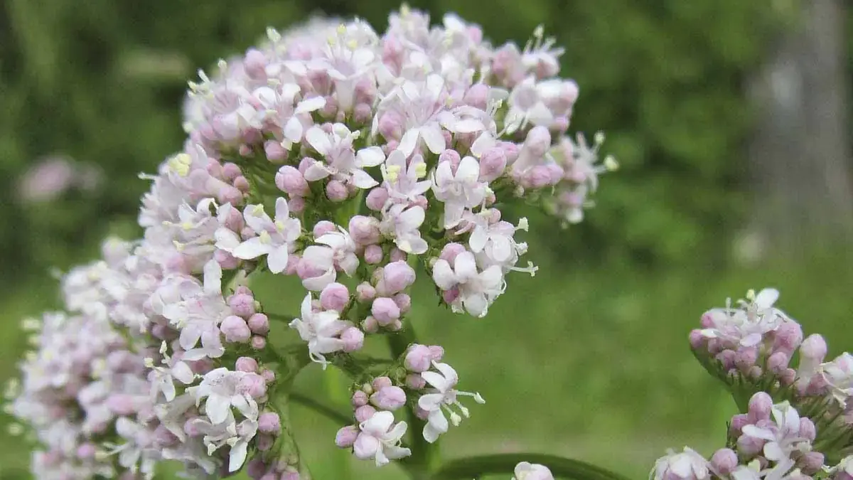 Landscapes and Gardens photos