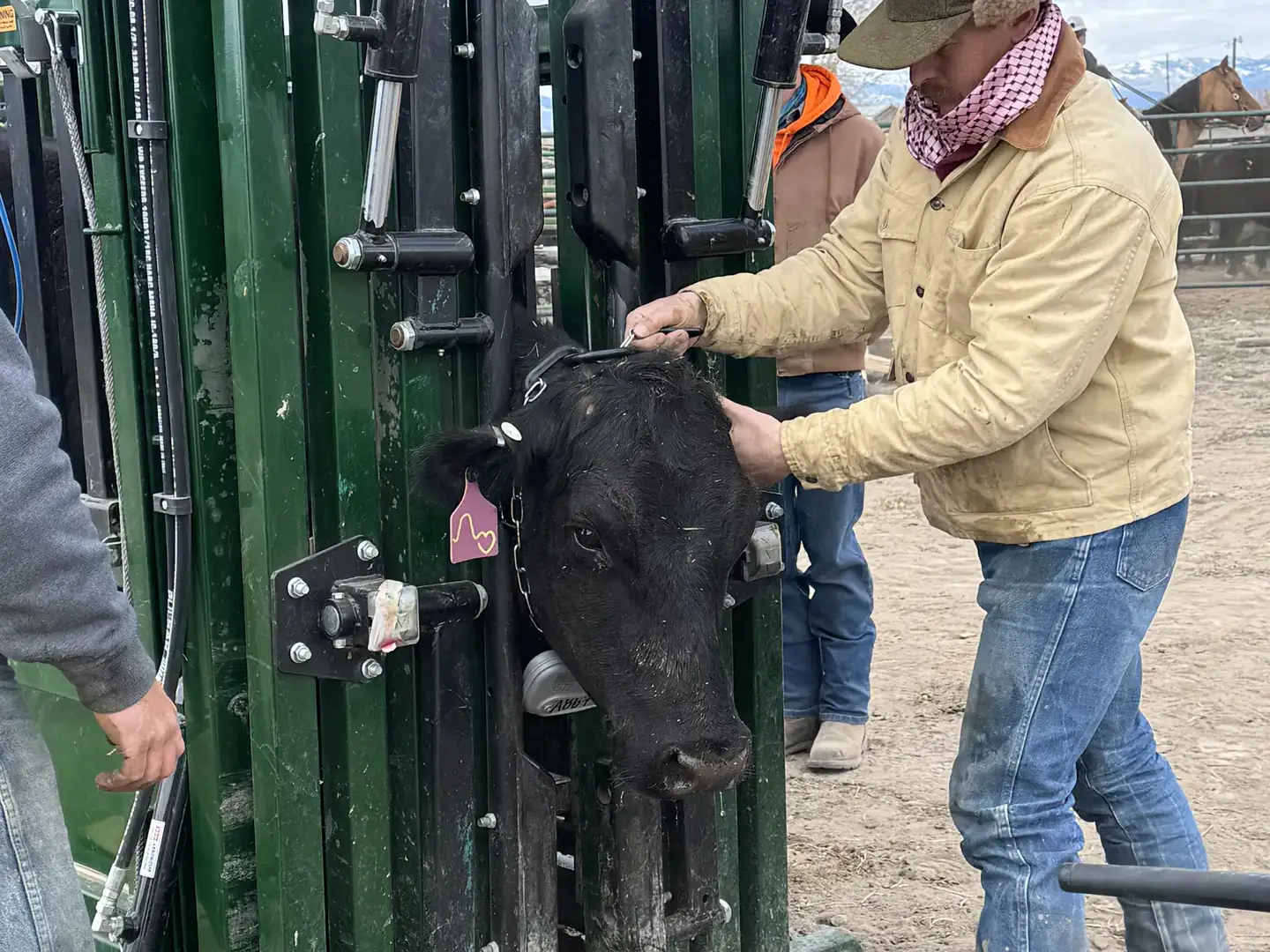  A man fits a cow with a virtual fencing collar — a chain supporting a black box.