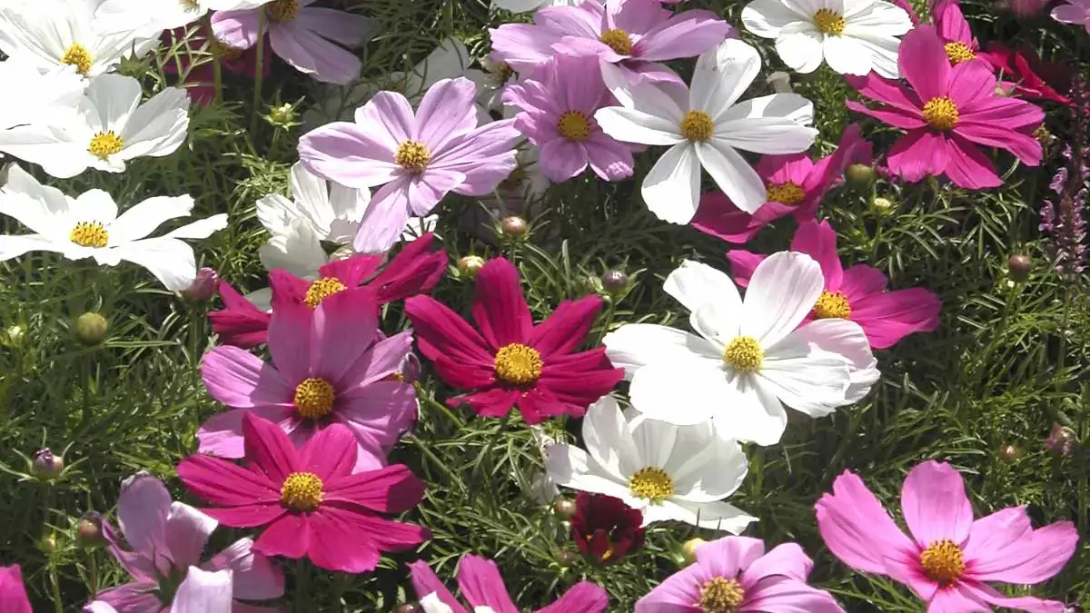 Herbaceous plants that are typically annuals