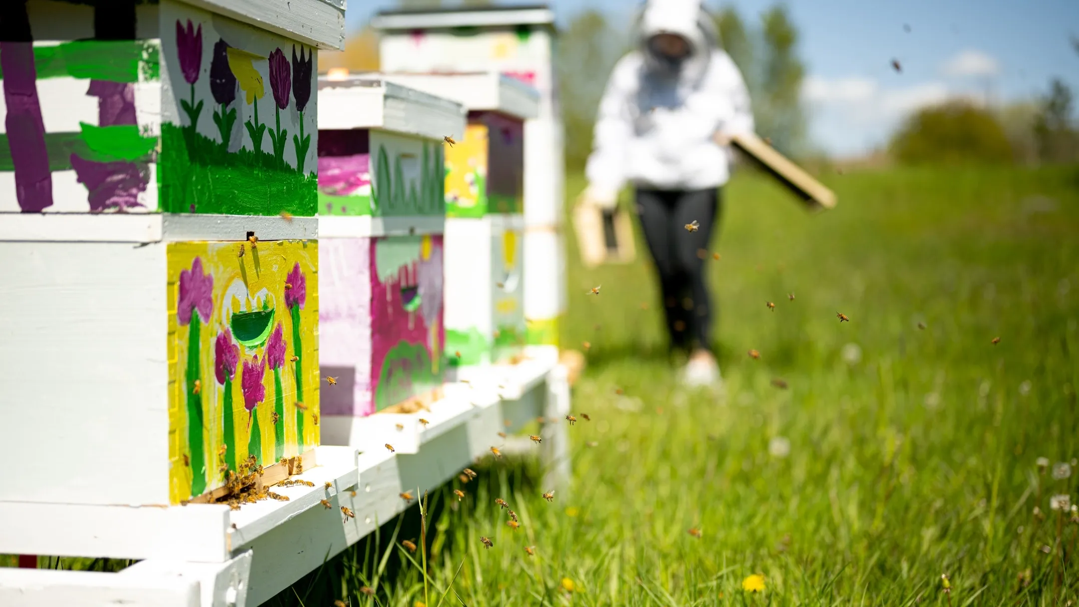 Person wearing bee suit walks toward a group of honeybee hives with swarming