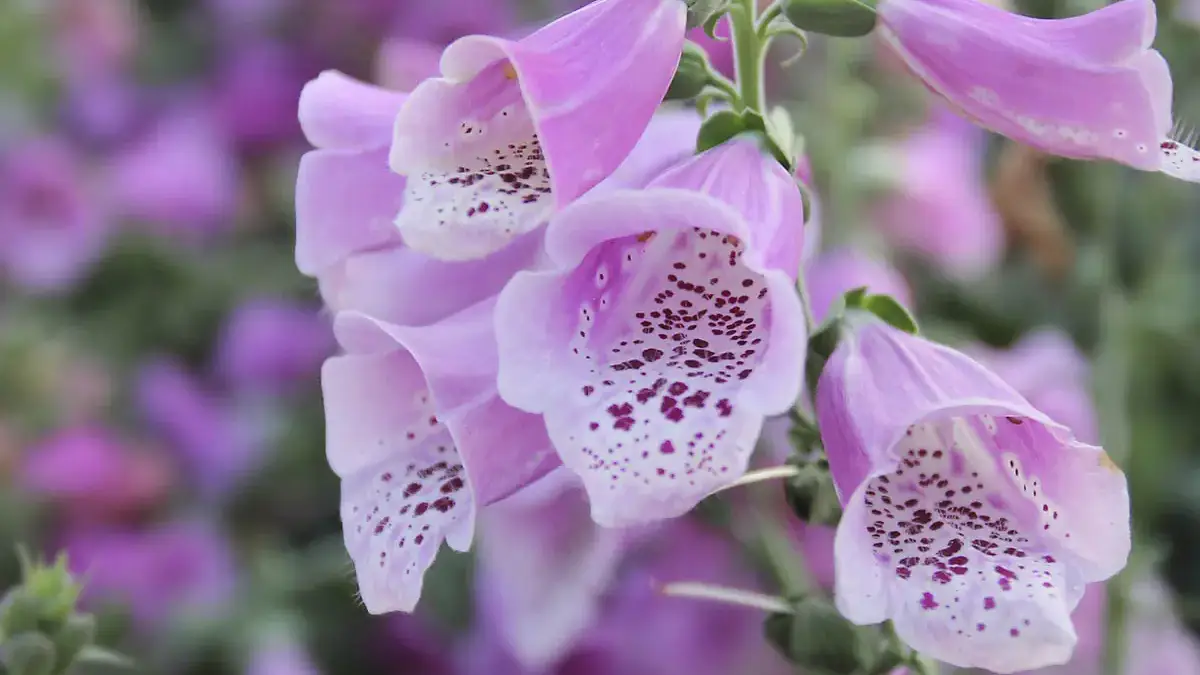 A variety of perennials from African daisies to yarrow
