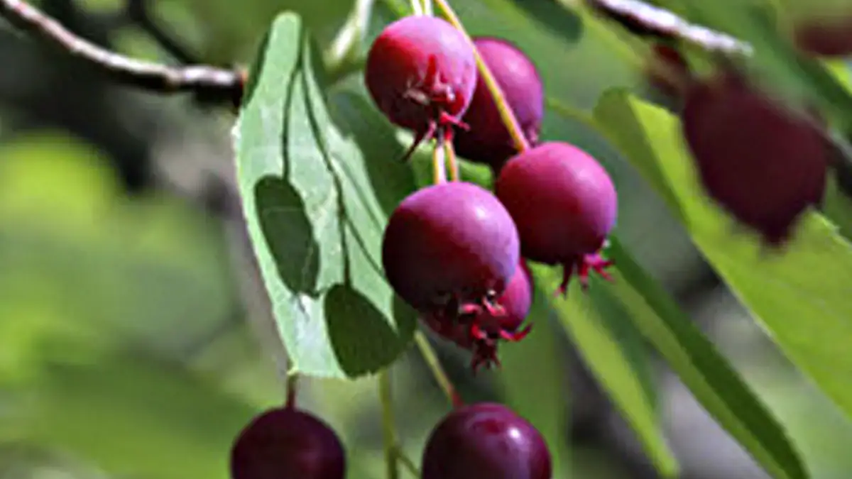 serviceberry-1200x1200-person-gallery.jpg