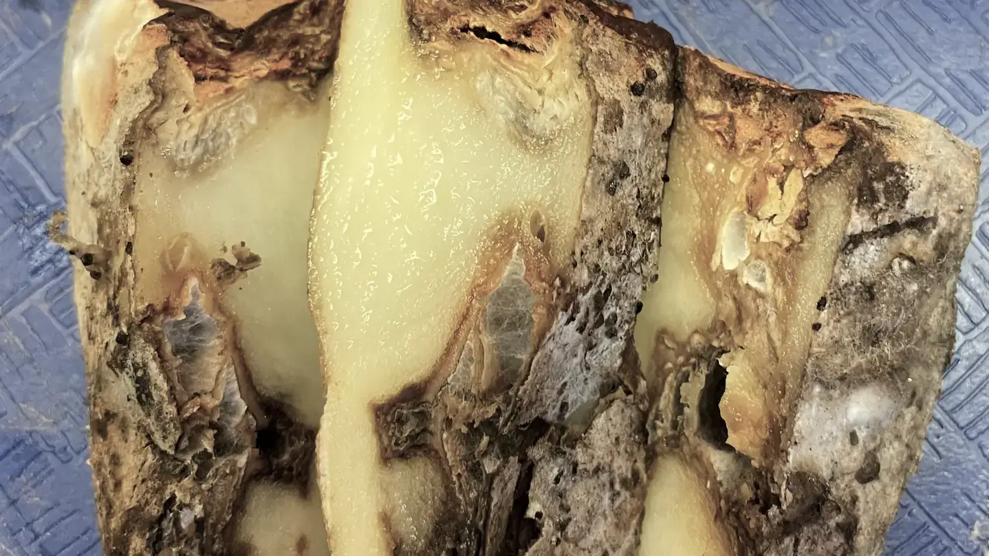 Fusarium dry rot symptoms