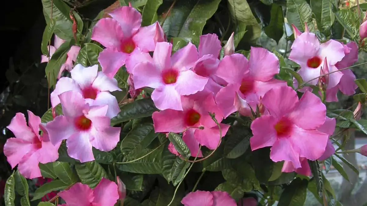 Herbaceous plants that are typically annuals