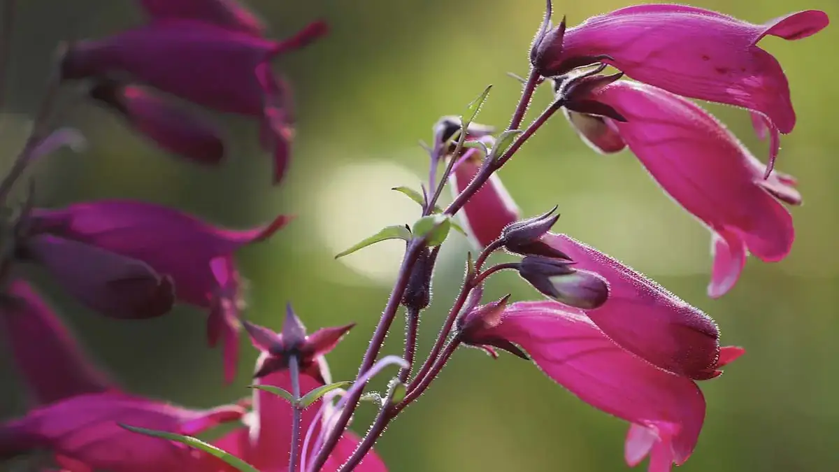 A variety of perennials from African daisies to yarrow