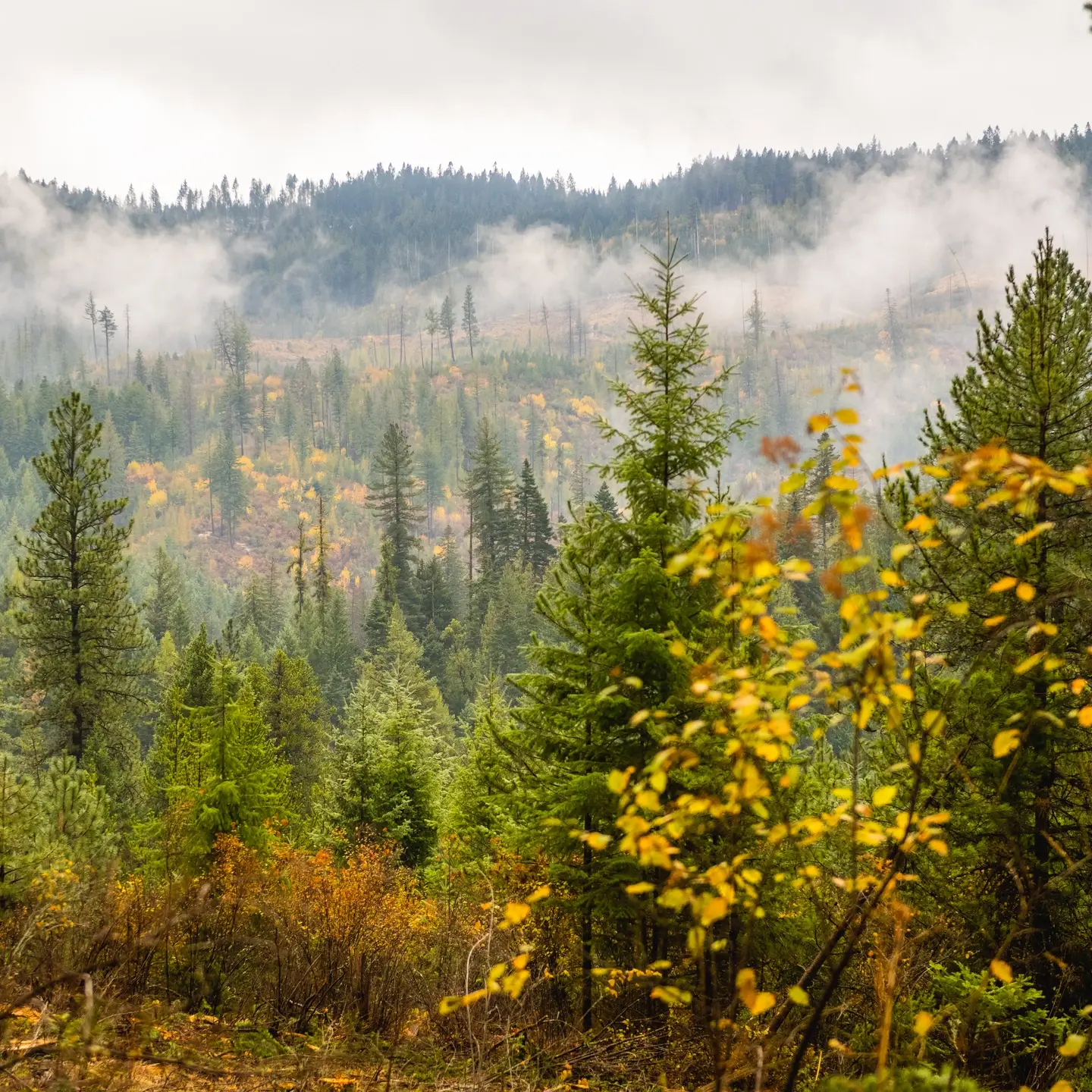 Logging and Maintenance at the Experimental Forest