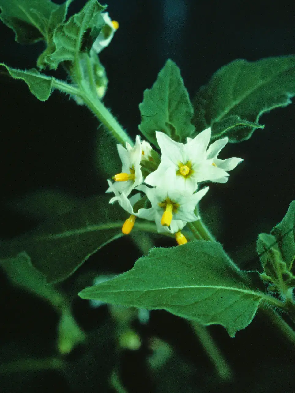 Hairy nightshade shows hairs on stem and leave with white flower and yellow center.