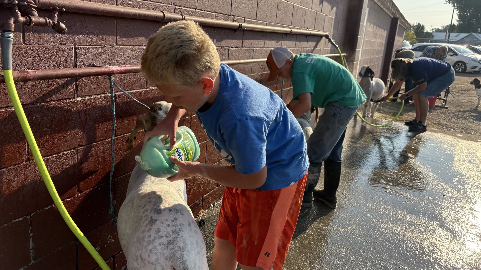 Two boys wash their 4-H goats with soap and water along a concrete wall.