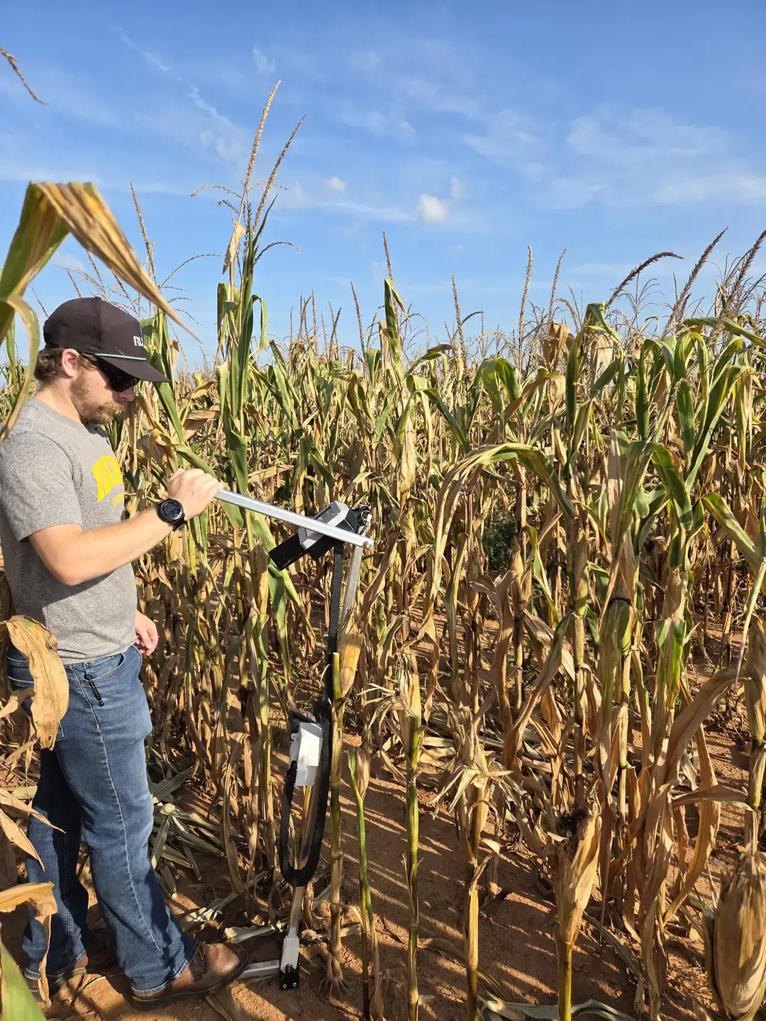 A person in a cornfield uses a device, possibly for agricultural measurement, under a sunny blue sky.