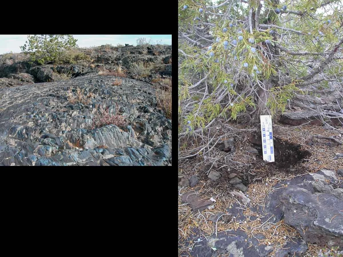 Lithic torrifolist