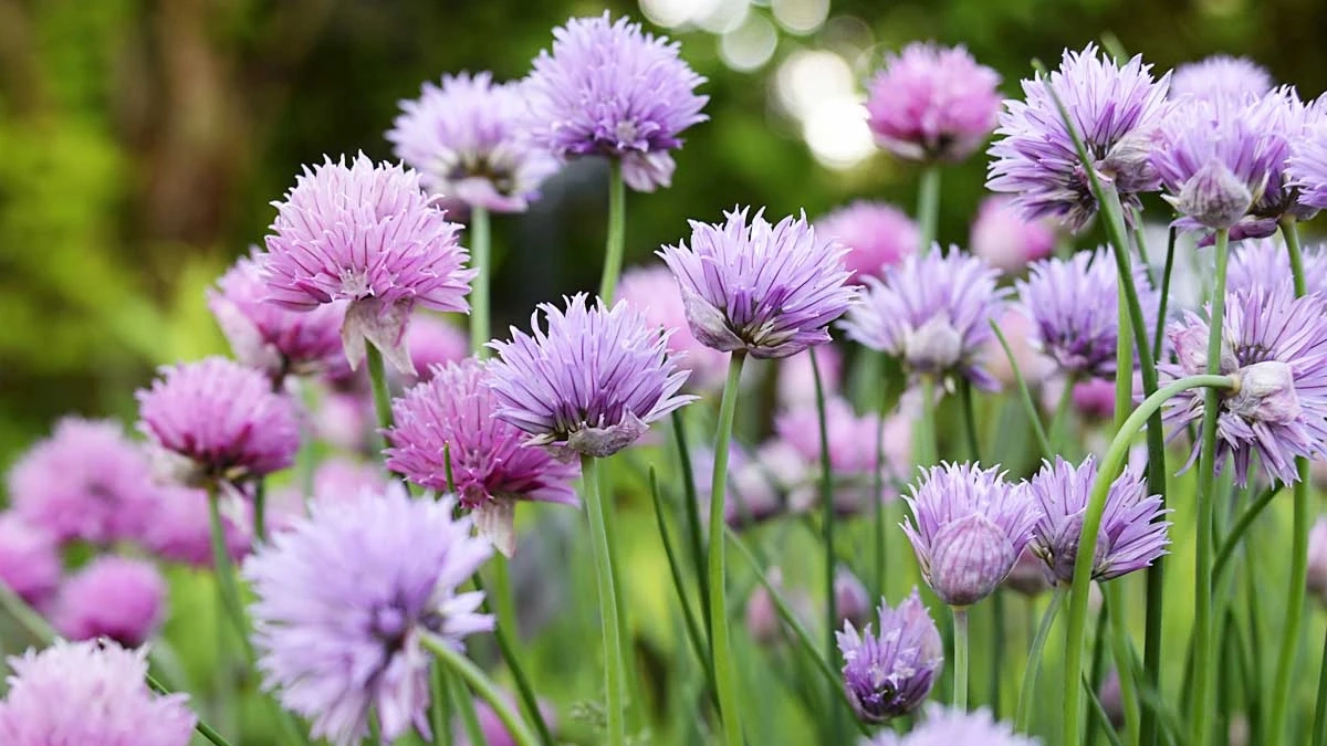 Landscapes and gardens files