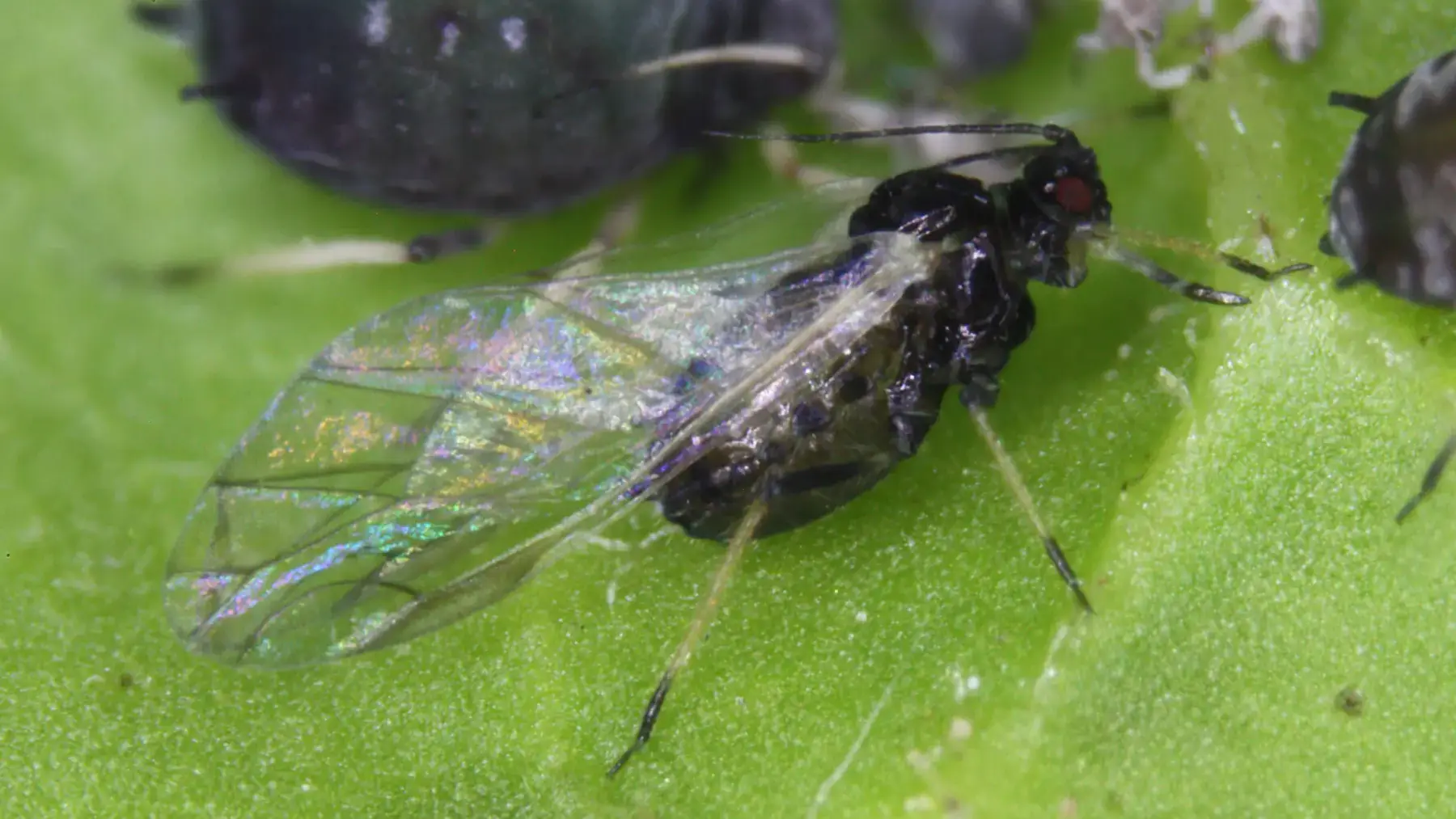 Winged adult non-potato-colonizing species the bean aphid.