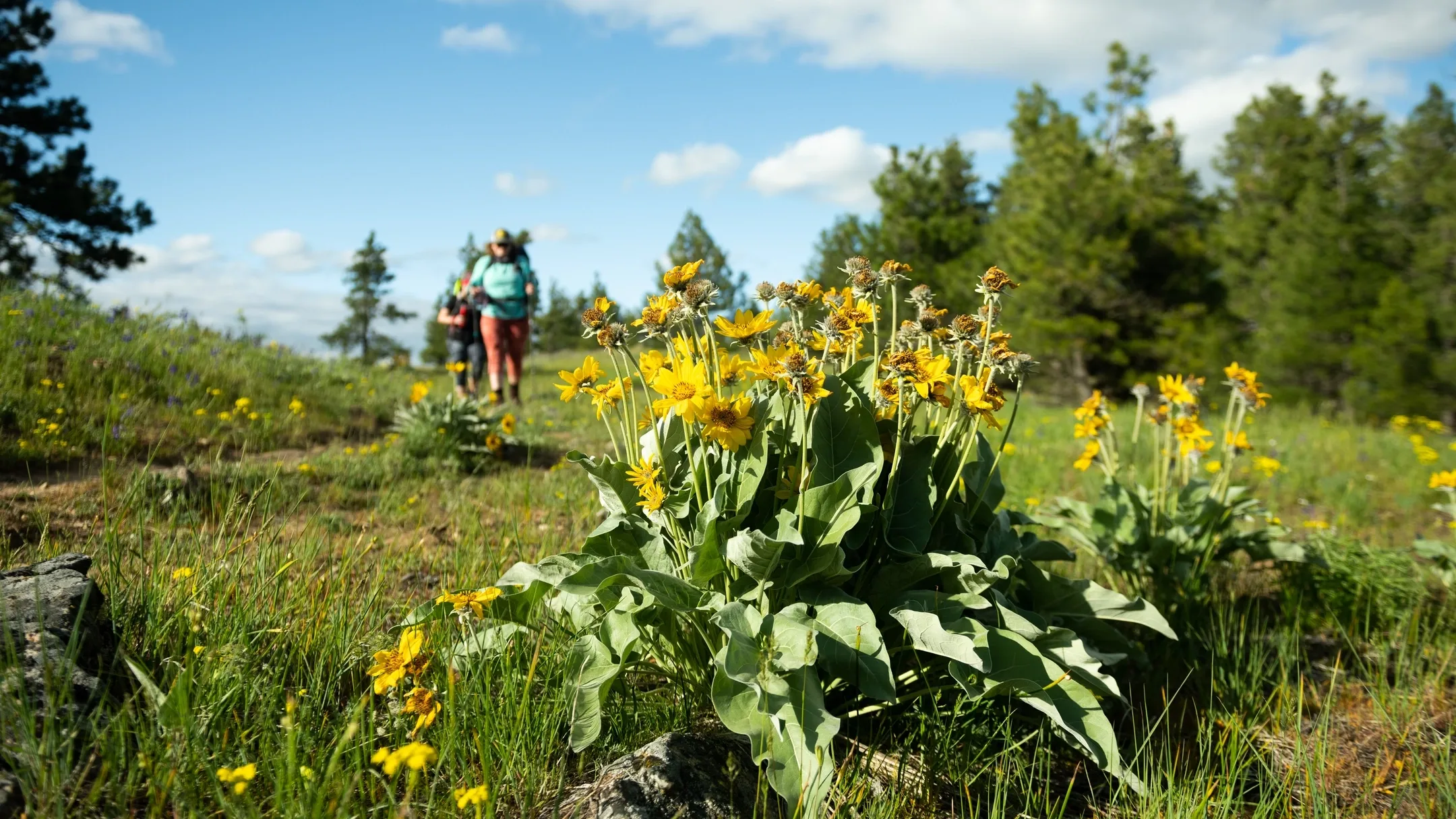 Spring photography on the Moscow Campus and surrouning area for SEM