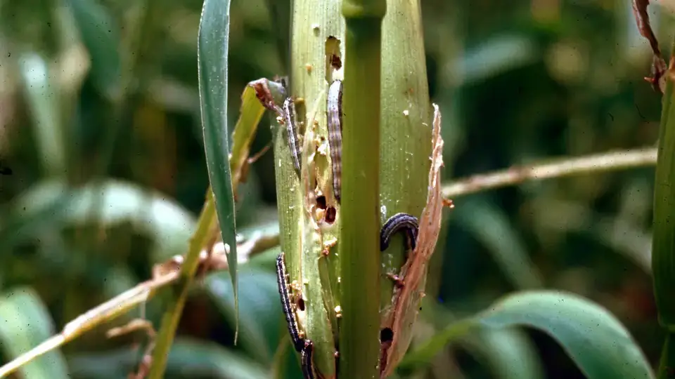 Fall armyworm larva on a stock of corn.