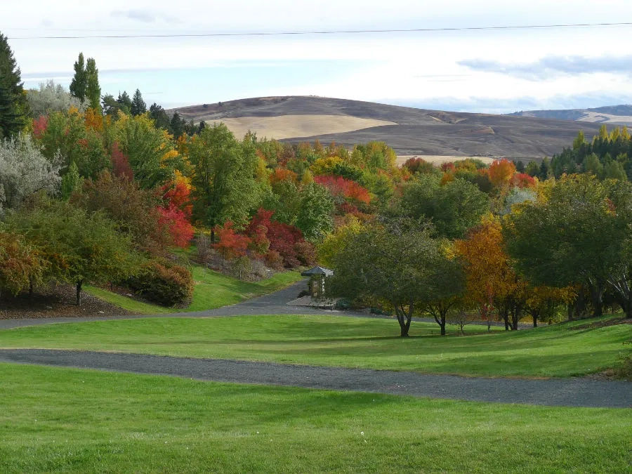 Trees changing color with rolling hills of the Palouse in the distance