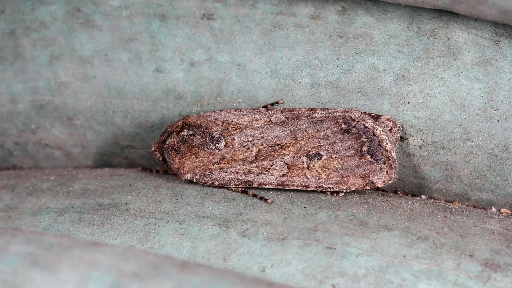Black cutworm adult.