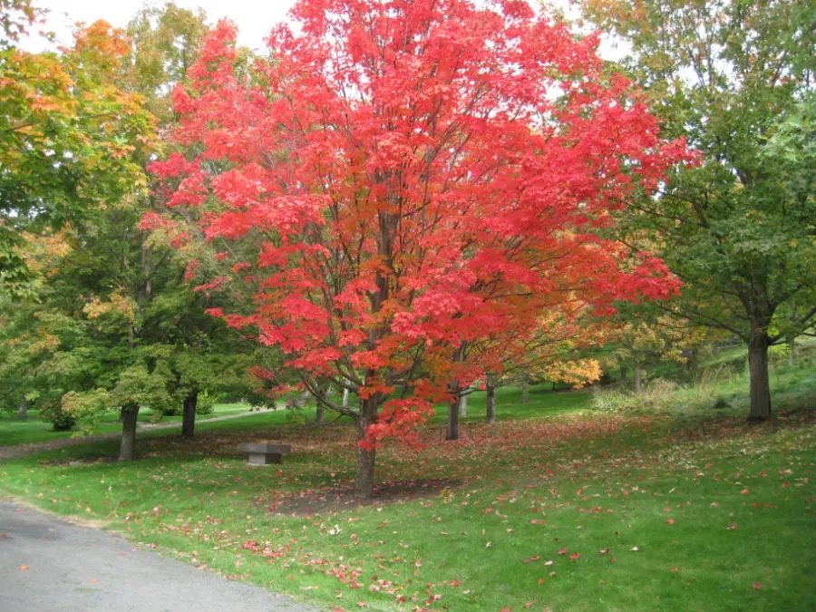 A bright and bold red Endowment Sugar Maple on a green landscape