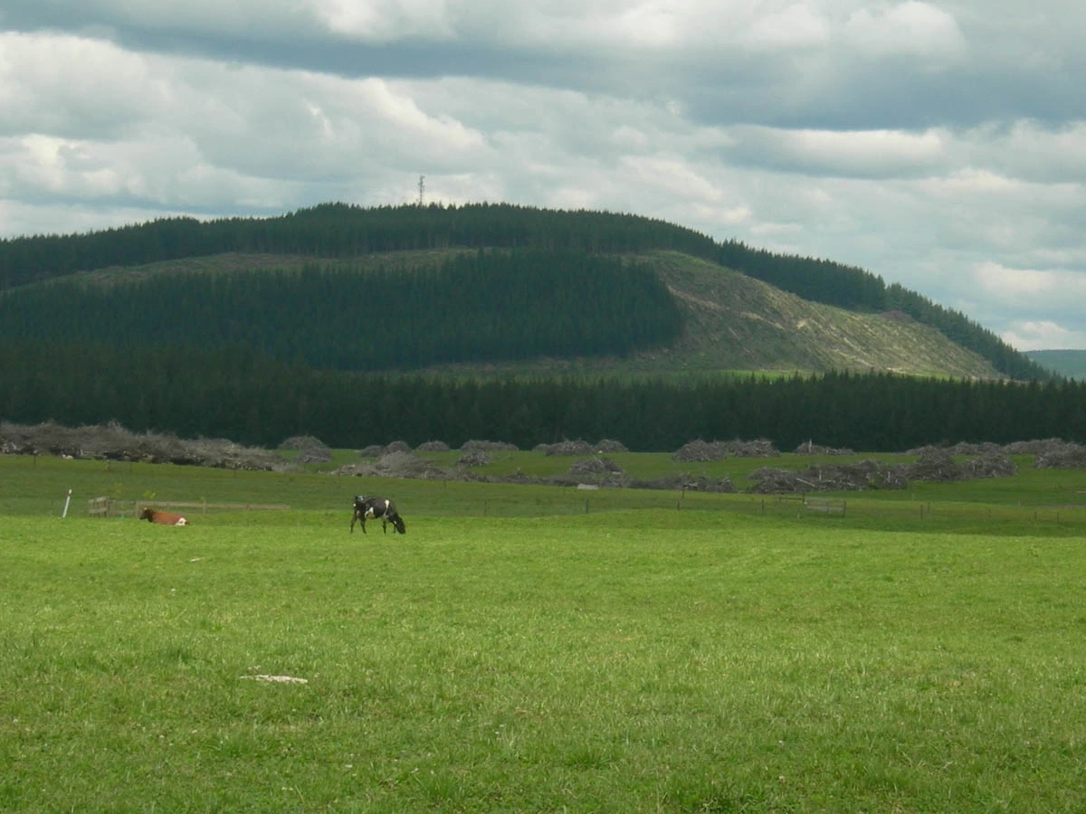A pasture with a wooded area in the background