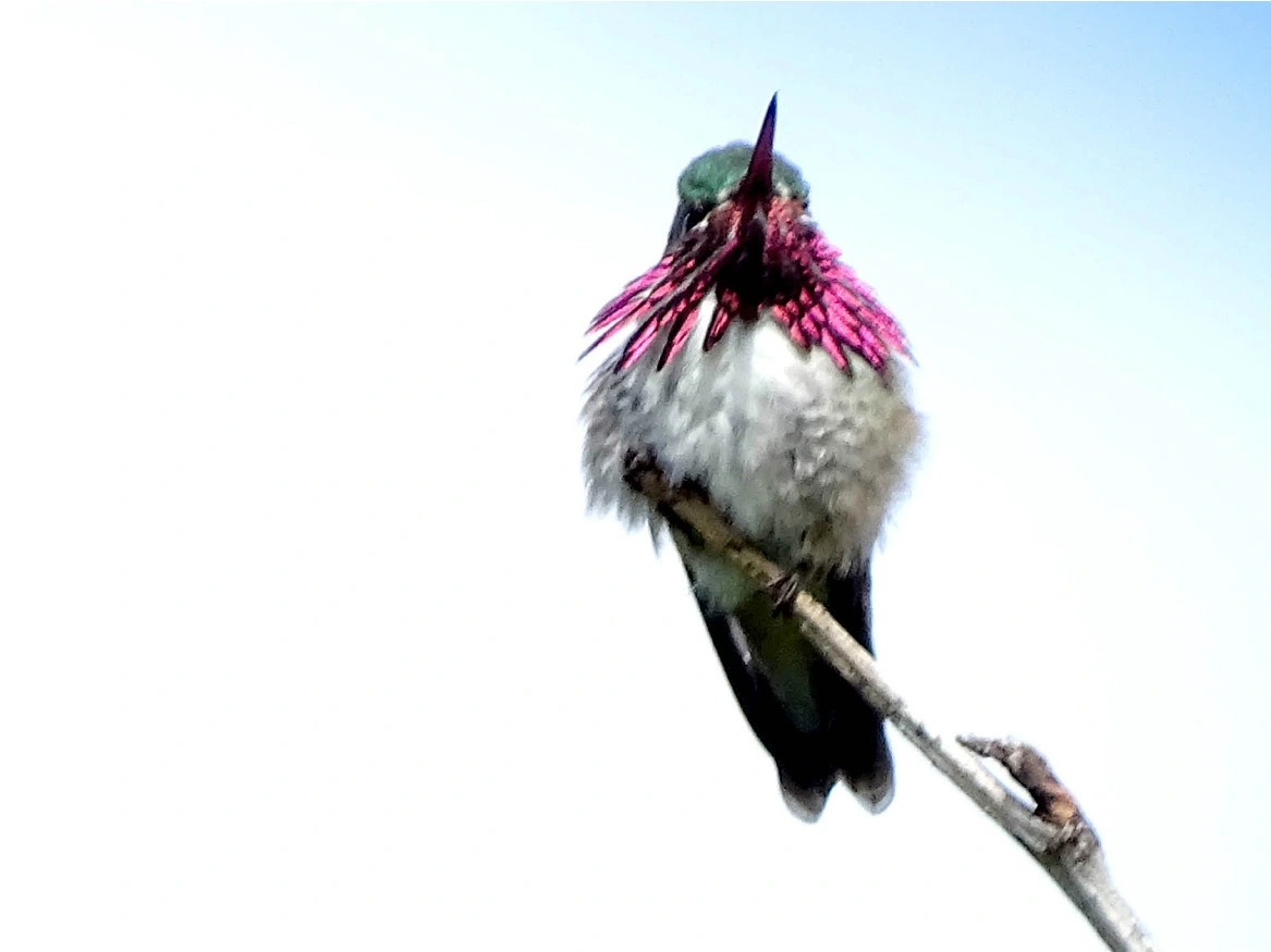 Arboretum wildlife calliope hummingbird